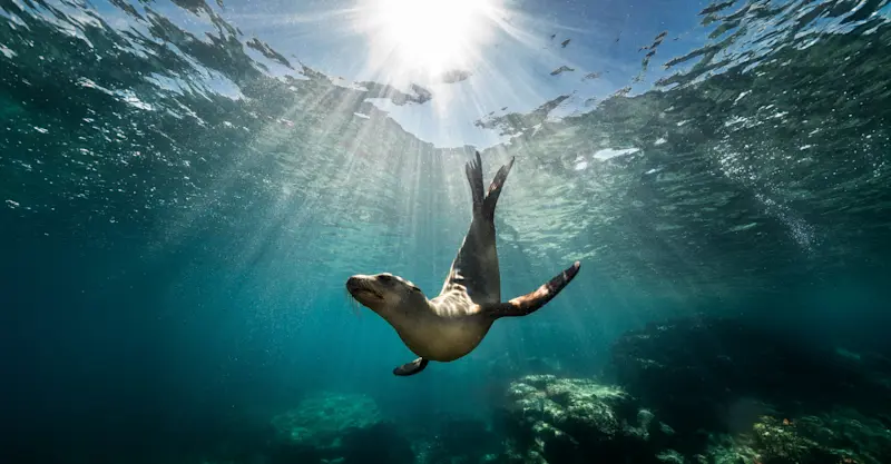 Sea Lion, Baja, Mexico.