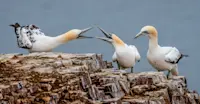 Northern gannet, Knoydart Peninsula, Scotland.