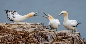 Northern gannet, Knoydart Peninsula, Scotland.