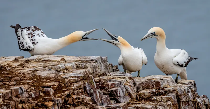 Northern gannet, Knoydart Peninsula, Scotland.