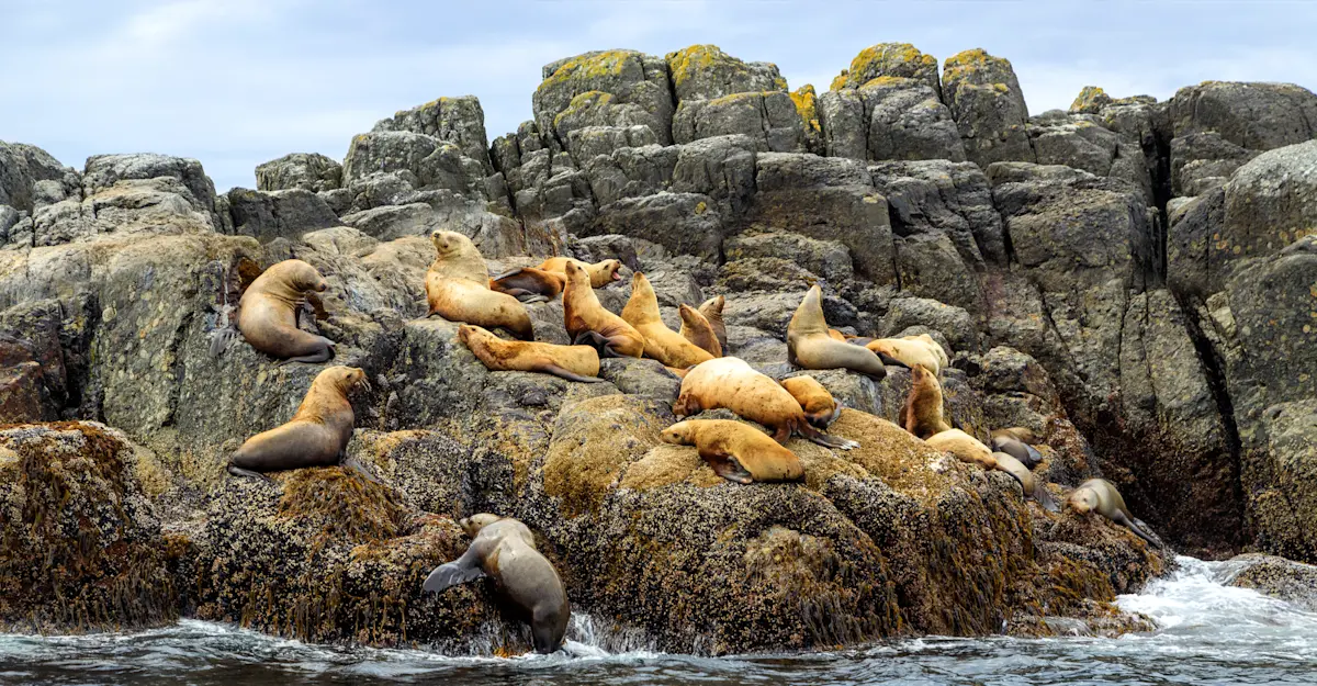 Steller sea lions, Haida Gwaii, British Columbia.