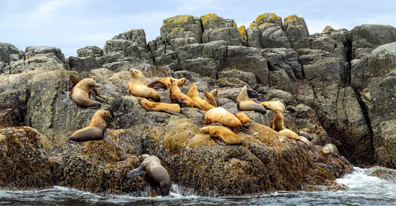 Steller sea lions, Haida Gwaii, British Columbia.