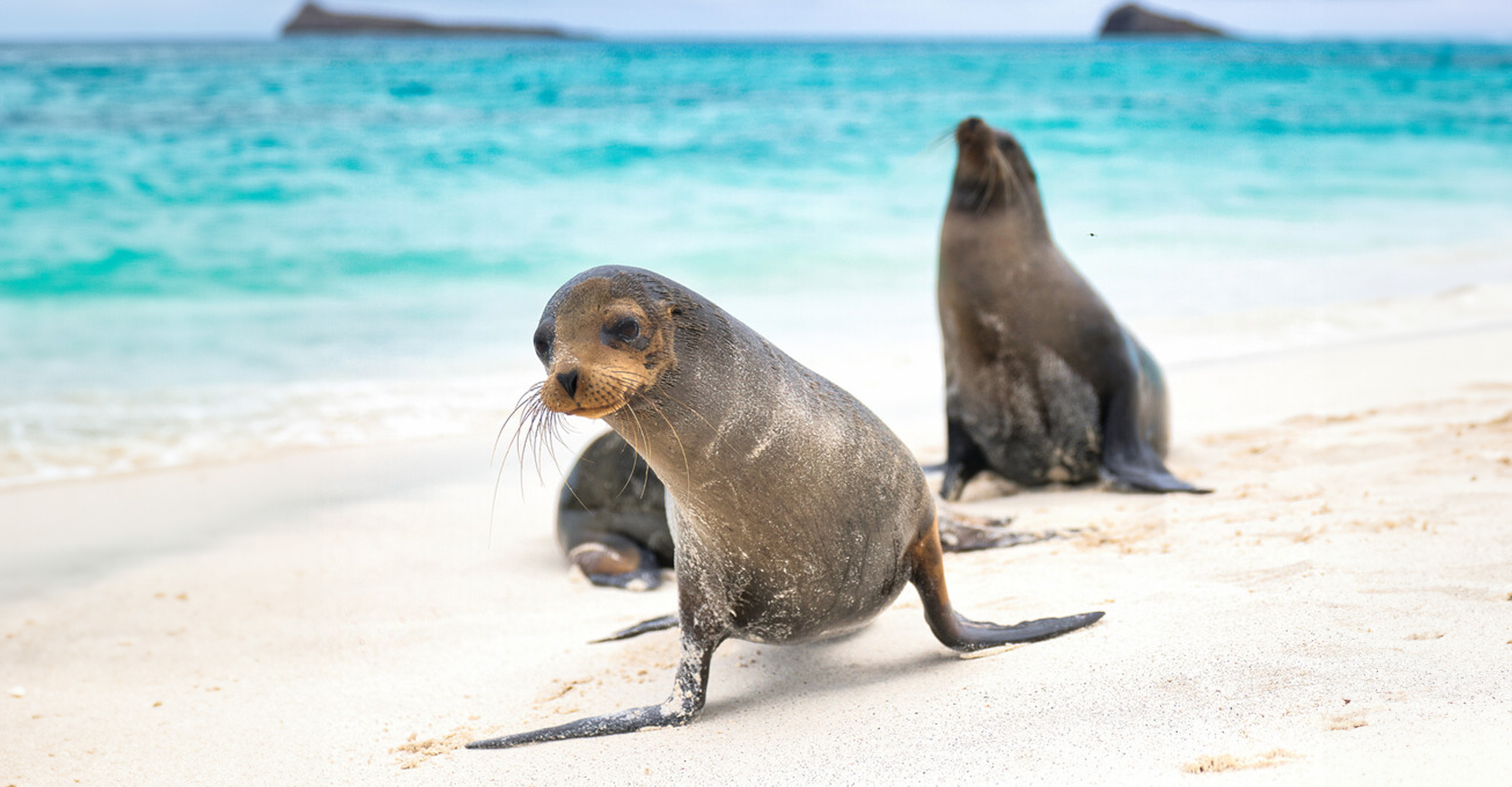 Galapagos sea lions, Galapagos Islands, Ecuador.