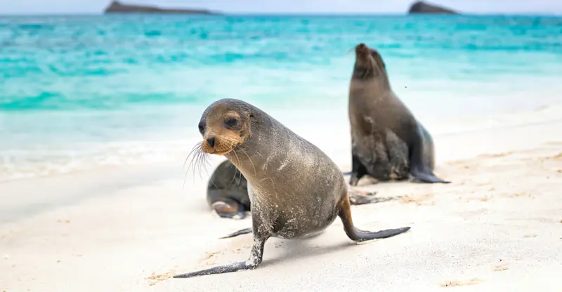 Galapagos sea lions, Galapagos Islands, Ecuador.