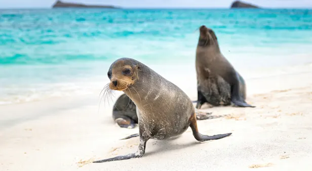 Galapagos sea lions, Galapagos Islands, Ecuador.