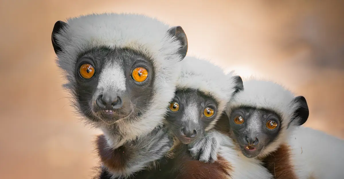 Sifaka lemurs, Madagascar.