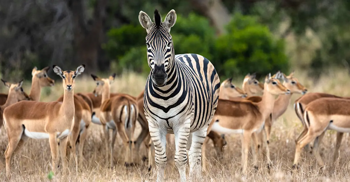 Zebra and impalas, Hluhluwe-Imfolozi Park, South Africa.