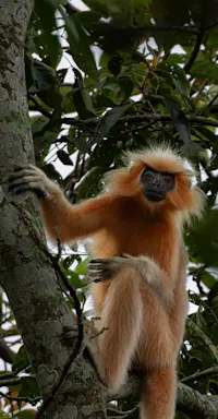 Golden Langur, India