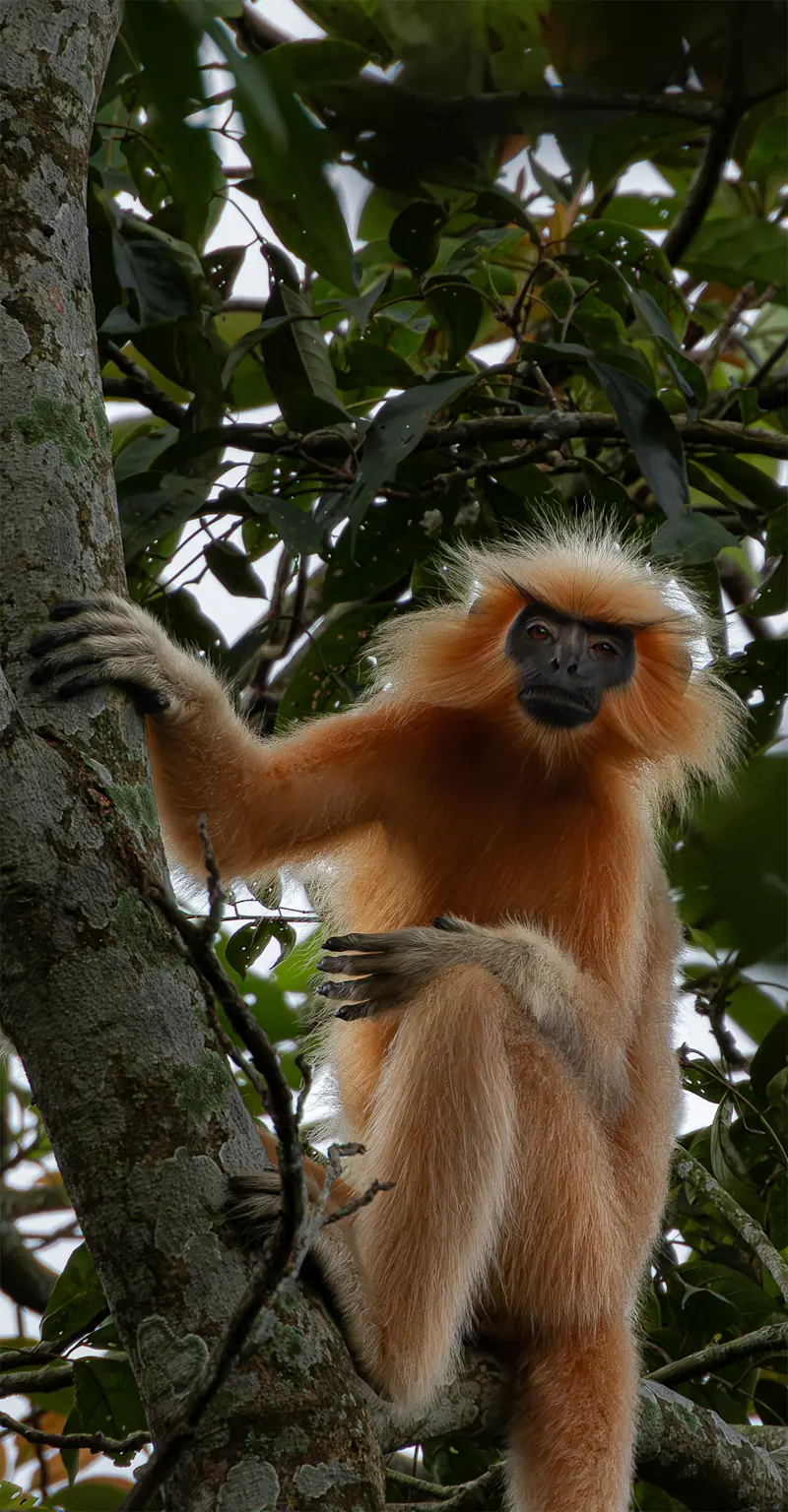 Golden Langur, India