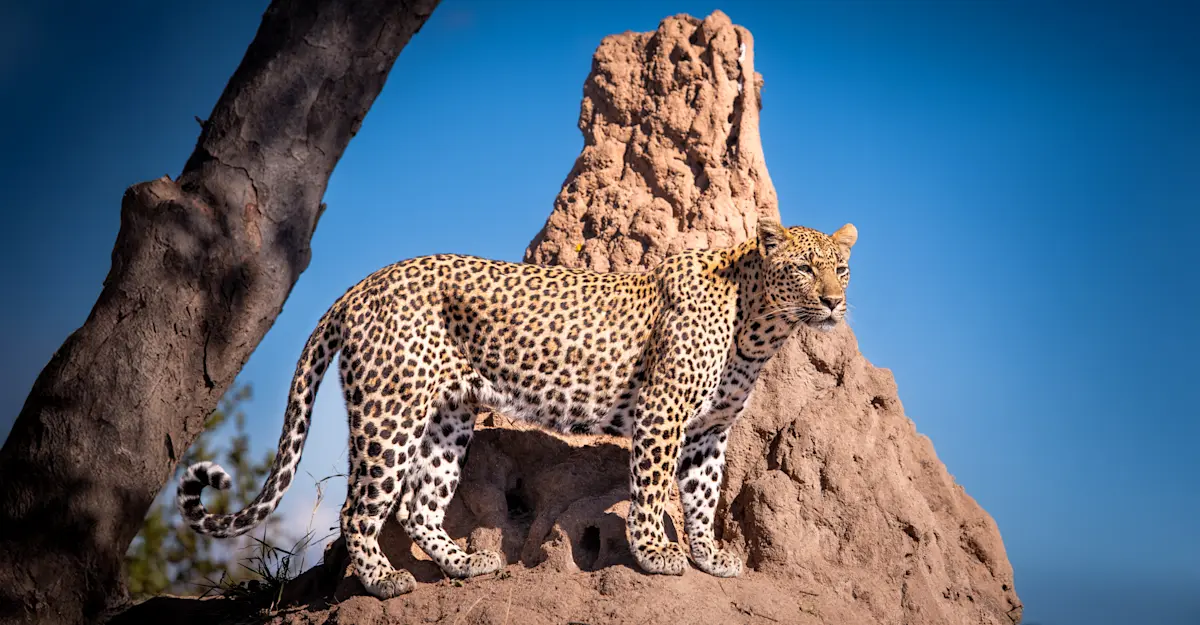 Leopard, South Africa.