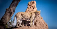 Leopard, South Africa