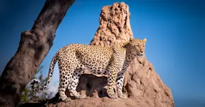 Leopard, South Africa