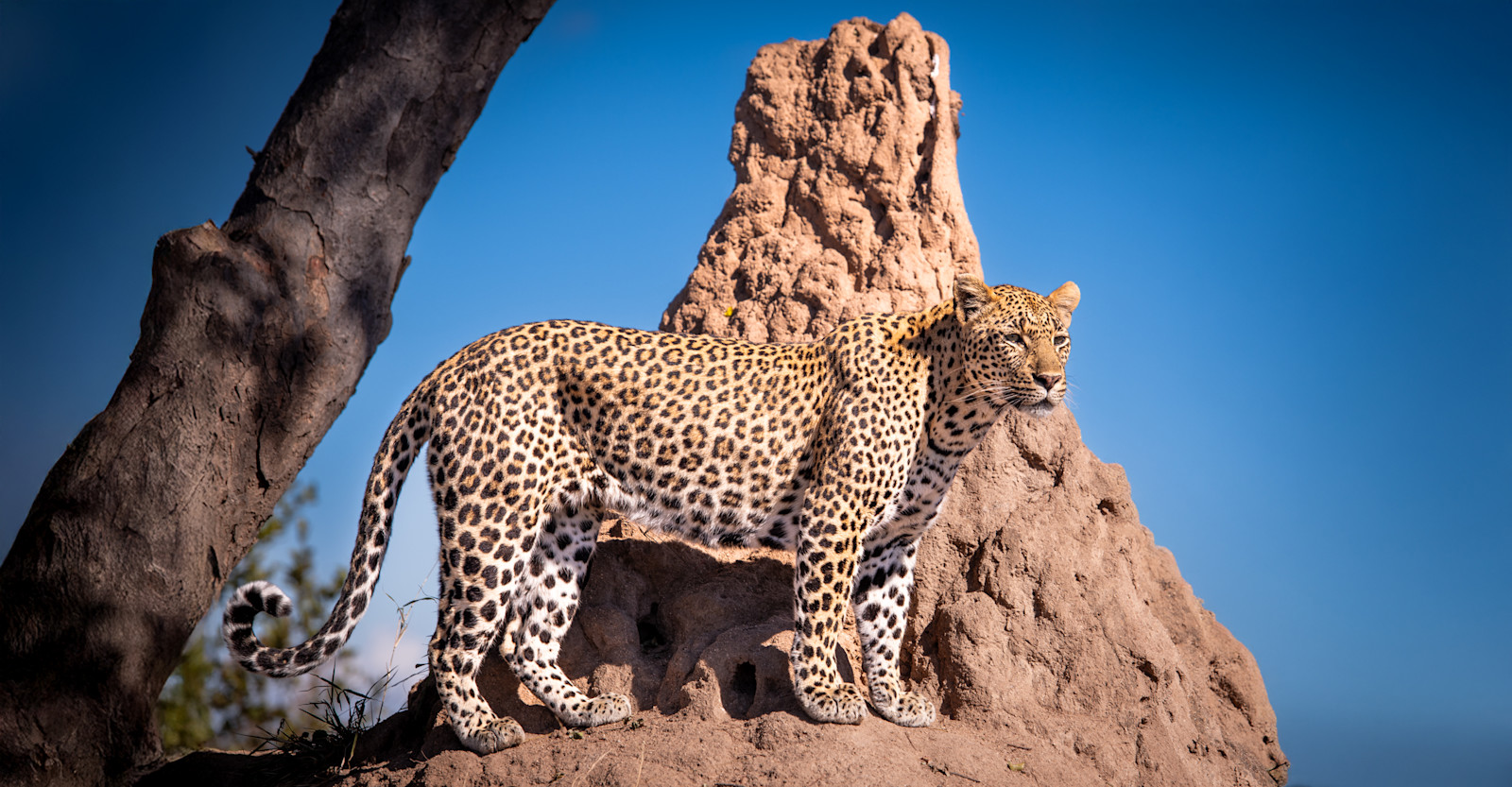 Leopard, South Africa
