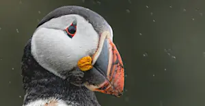 Atlantic puffin, Newfoundland & Labrador, Canada.