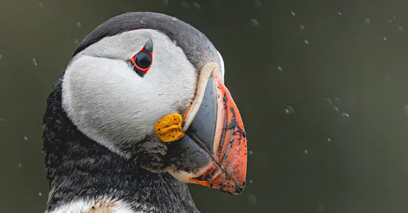 Atlantic puffin, Newfoundland & Labrador, Canada.