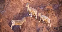 Bharal, Rumbak, India.