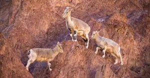 Bharal, Rumbak, India.