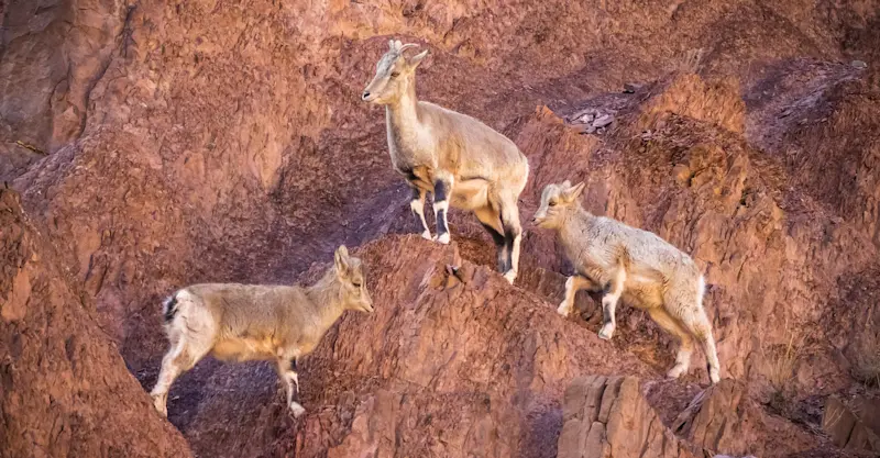 Bharal, Rumbak, India.