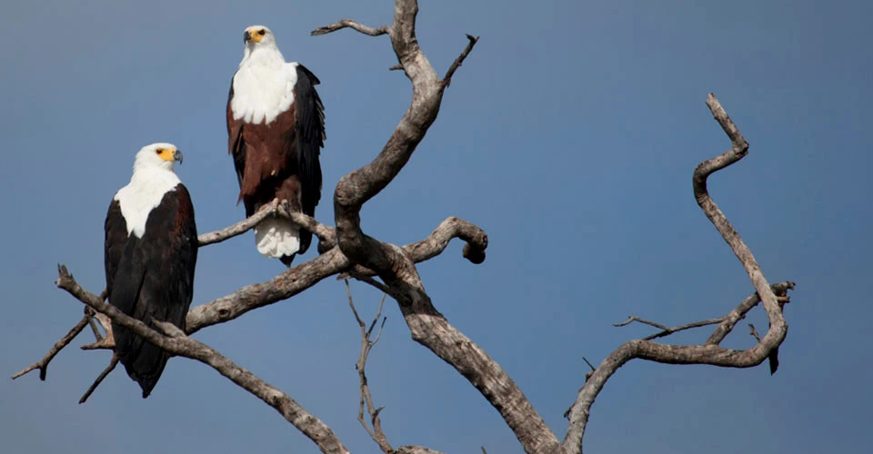 African fish eagles, Lake Kariba, Zimbabwe.