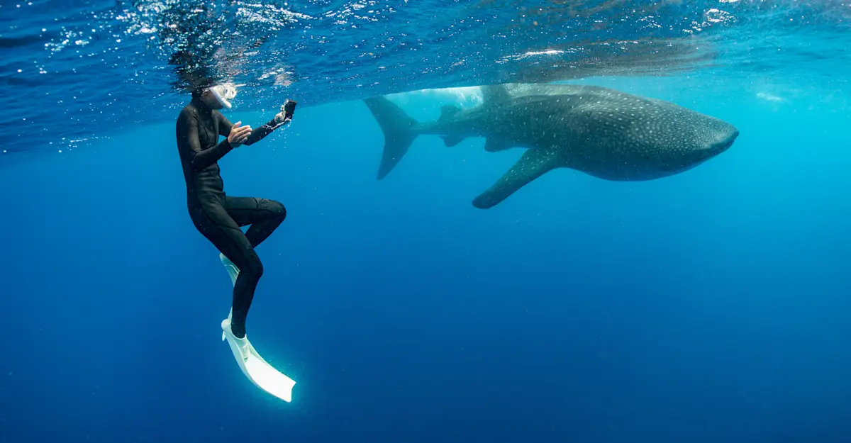 Earthwatch Expeditions guest photographing a whale shark, Baja, Mexico. 