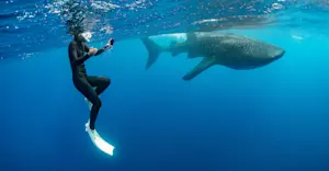 Earthwatch Expeditions guest photographing a whale shark, Baja, Mexico. 