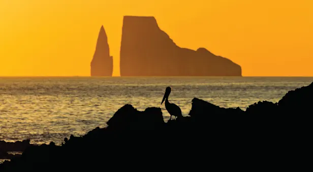 Pelican and Kicker Rock at sunset, San Cristobal, Galapagos, Ecuador.