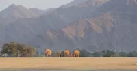 Desert elephants, Palmwag Concession, Namibia.