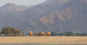Desert elephants, Palmwag Concession, Namibia.