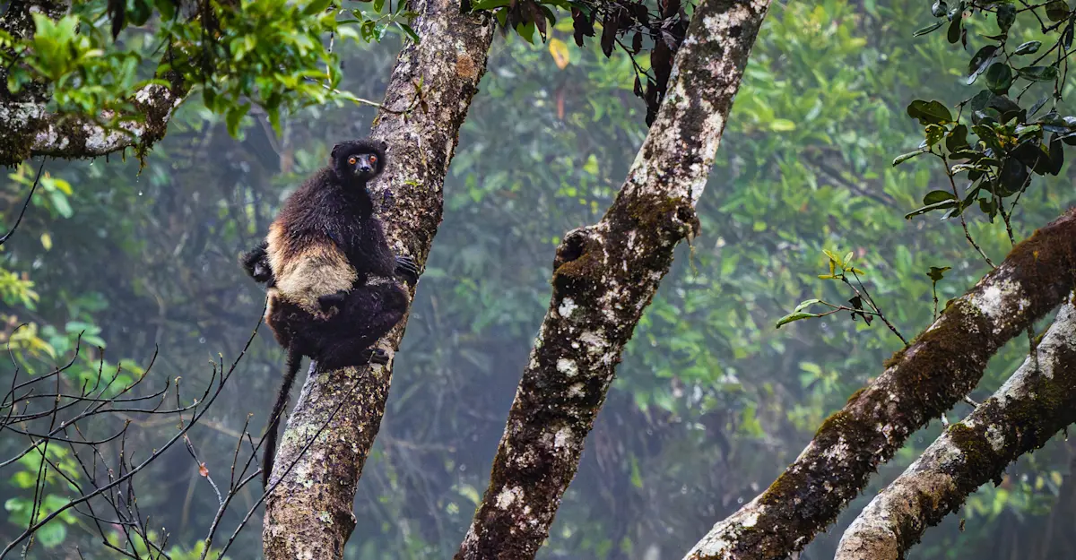 Milne-Edwards's sifaka, Madagascar.