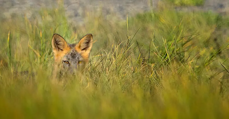 Fox, Yellowstone National Park, Wyoming.