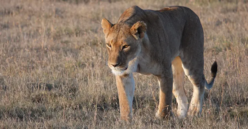 Lioness making her way around in Kenya. 