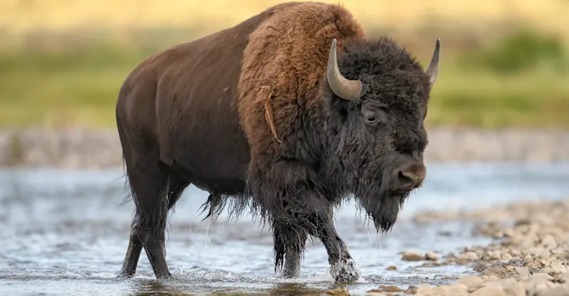 Bison, Yellowstone National Park, Wyoming. 