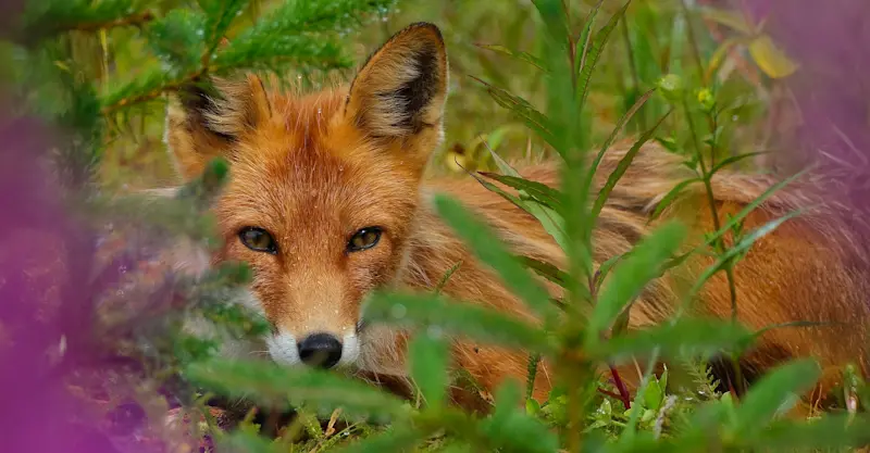 Red Fox - Lake Clark National Park, Alaska