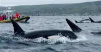 Private whale-watching & puffin tour, Trinity, Newfoundland and Labrador.