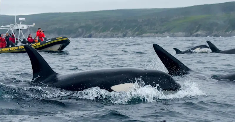 Private whale-watching & puffin tour, Trinity, Newfoundland and Labrador.
