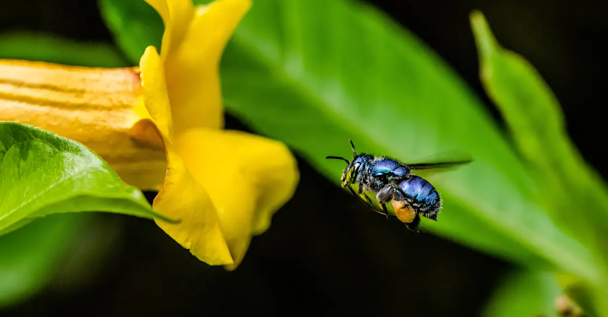 Orchid bee, Monteverde Cloud Forest Reserve, Costa Rica.