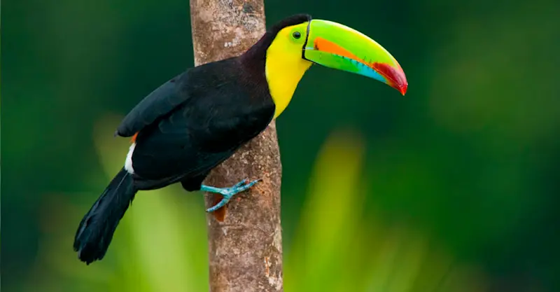 Keel billed toucan, Costa Rica.