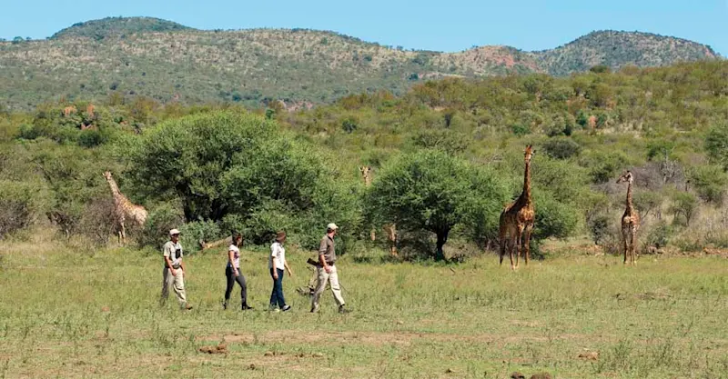Nat Hab guests and giraffes, Madikwe Game Reserve, South Africa.