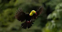 Keel-billed toucan, Cockscomb Basin Wildlife Sanctuary, Belize.