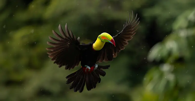 Keel-billed toucan, Cockscomb Basin Wildlife Sanctuary, Belize.