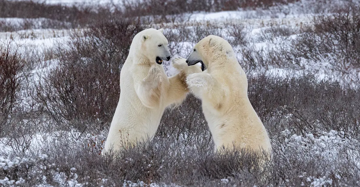 Two male polar bears play fight in the willows of Churchill, Canada.