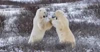 Two male polar bears play fight in the willows of Churchill, Canada.