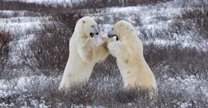 Two male polar bears play fight in the willows of Churchill, Canada.
