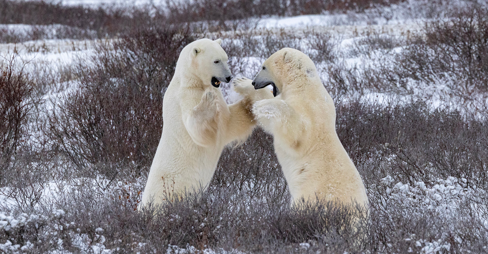 Sparring Polar Bears
