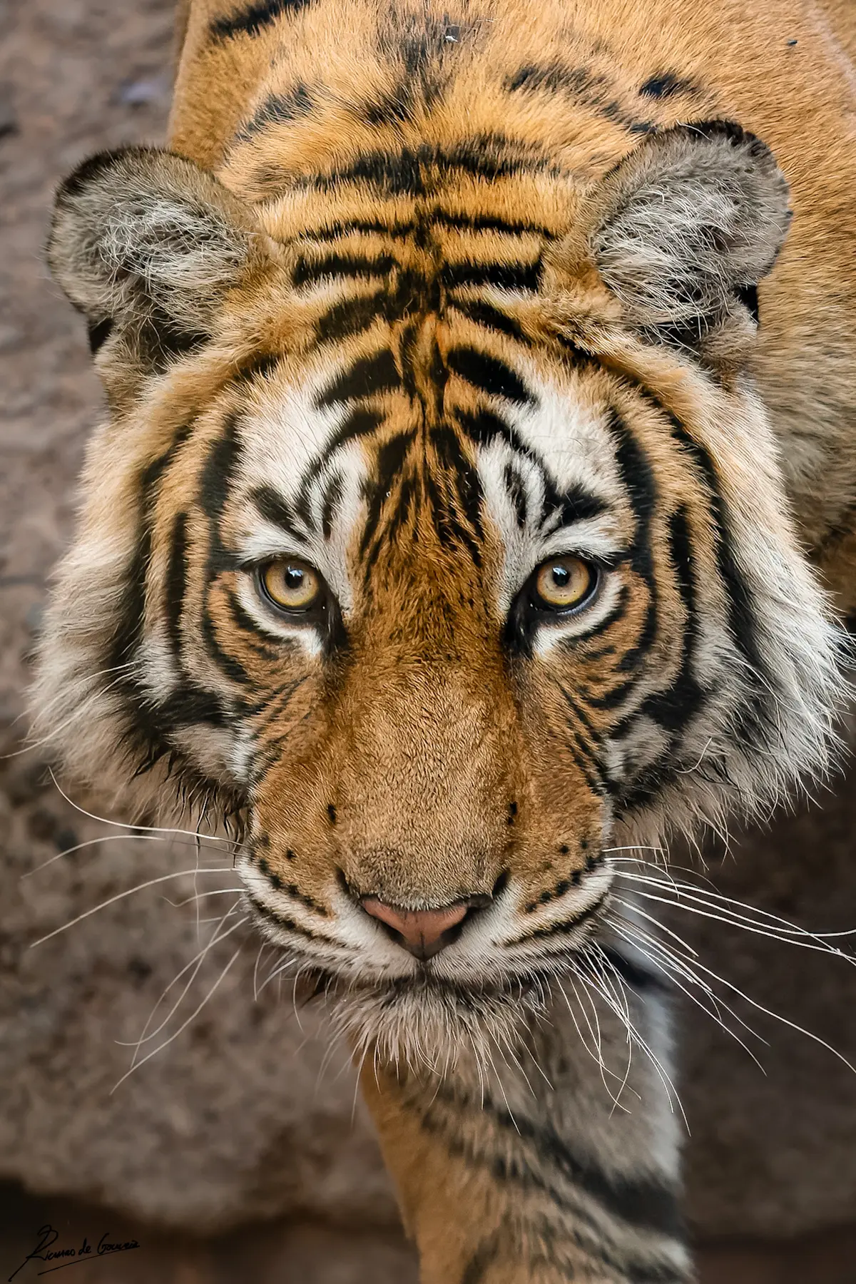 Bengal tiger, Bandhavgarh National Park, India.