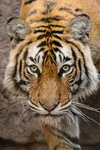 Bengal tiger, Bandhavgarh National Park, India.