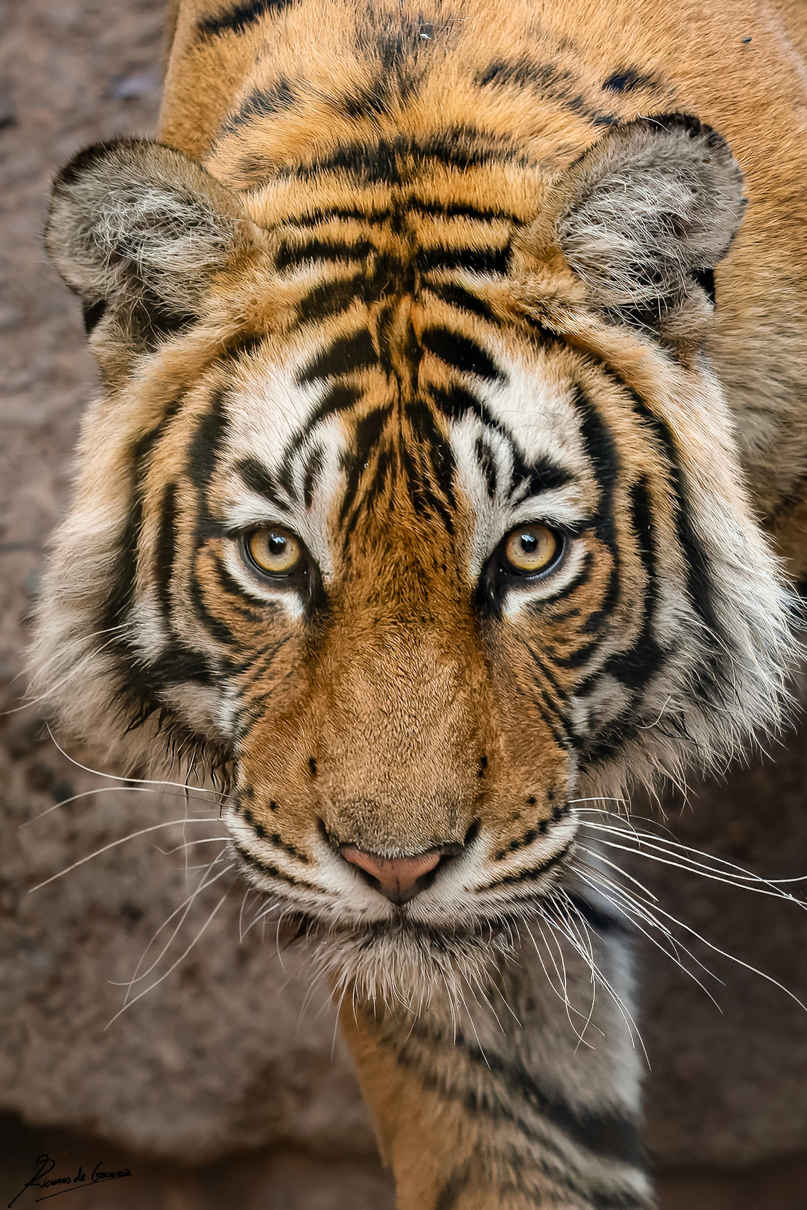 Bengal tiger, Bandhavgarh National Park, India.