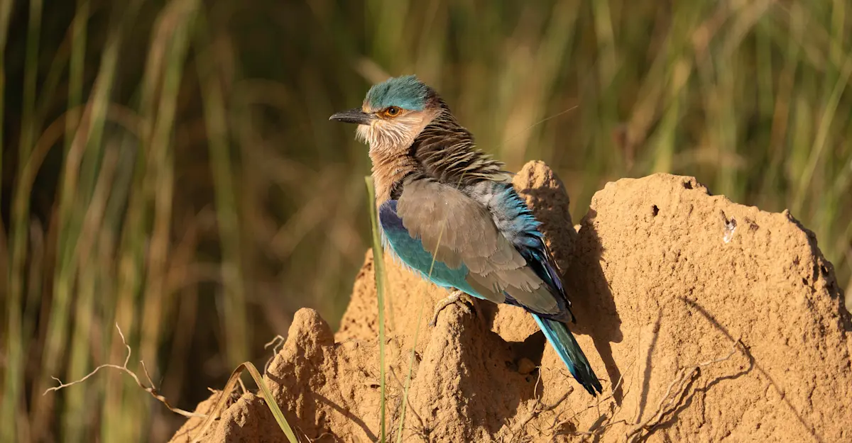 Indian Roller.