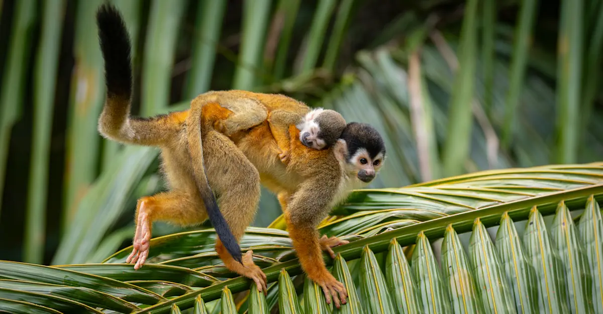 Squirrel monkeys, Monteverde Cloud Forest Reserve, Costa Rica.