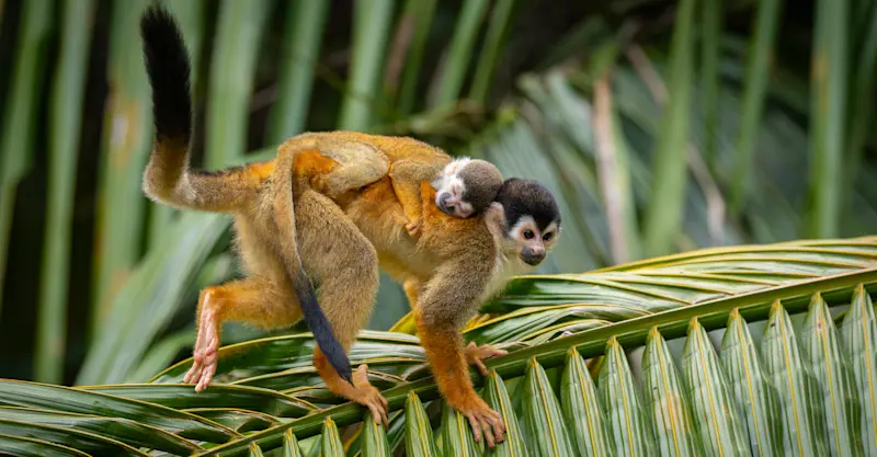 Squirrel monkeys, Monteverde Cloud Forest Reserve, Costa Rica.